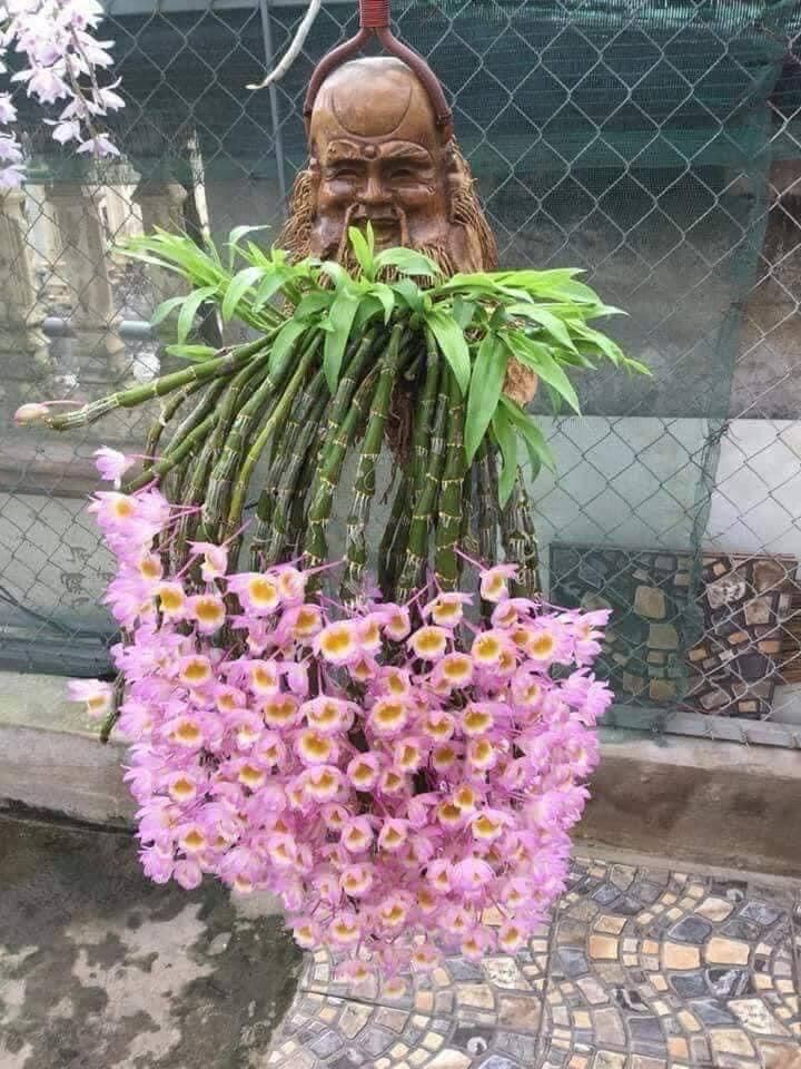 Hoa Lan long tu (1 khóm) qq