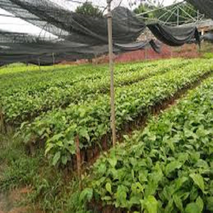 Cây giống hạt dổi