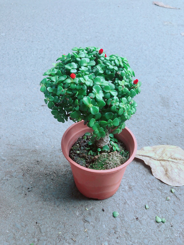 Cây Cành Vàng Lá Ngọc Thân Cổ Thụ