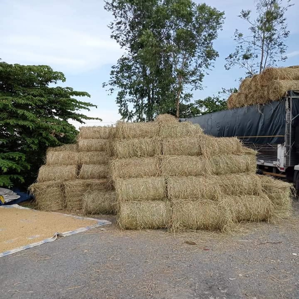 500G RƠM KHÔ TỰ NHIÊN ( RẤT NHIỀU) VÙNG LÚA BẠC LIÊU