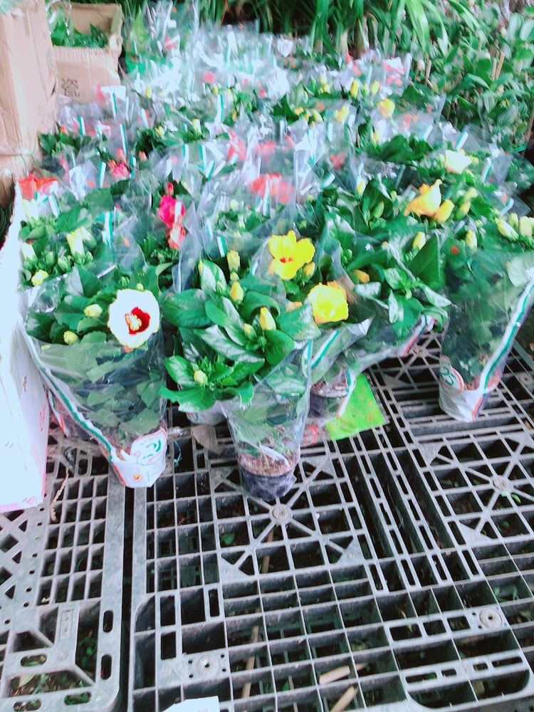 Hoa Dâm Bụt Kép