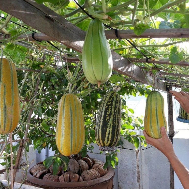 Hạt Giống Dưa Gang Cao Sản - gói 0,2g( 50 hạt)