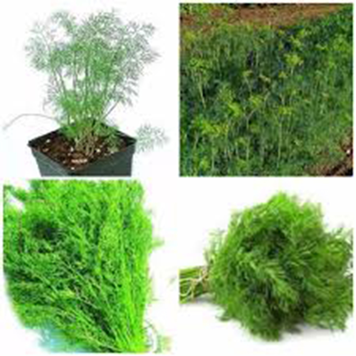 Hạt giống rau thì là 5 gram