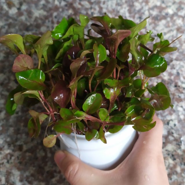 Cây thủy sinh HỒNG BA TIÊU.