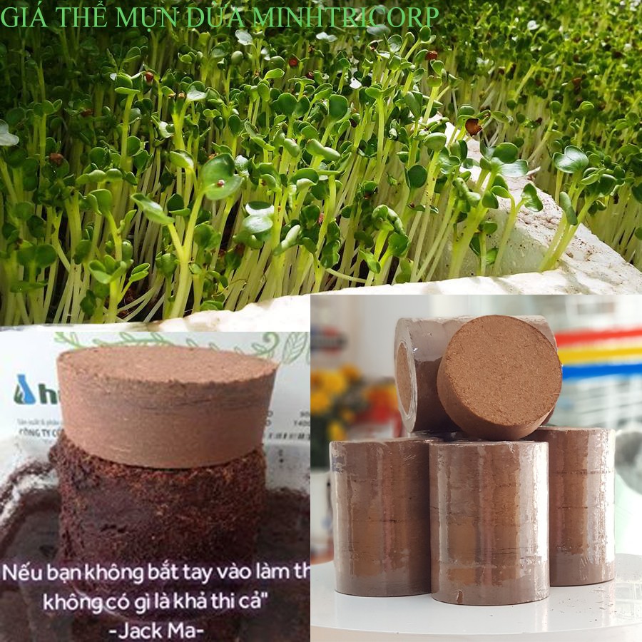 [HCM]BLOCK GIÁ THỂ MỤN DỪA 4 VIÊN