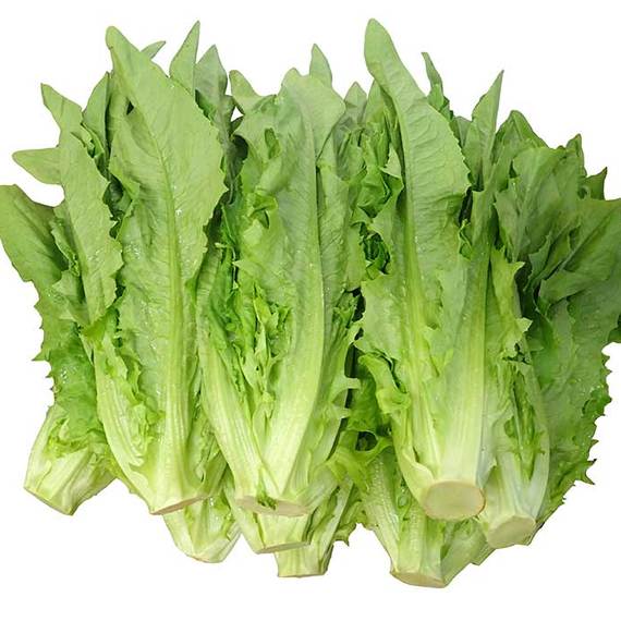 1g Hạt giống xà lách lá nhọn.