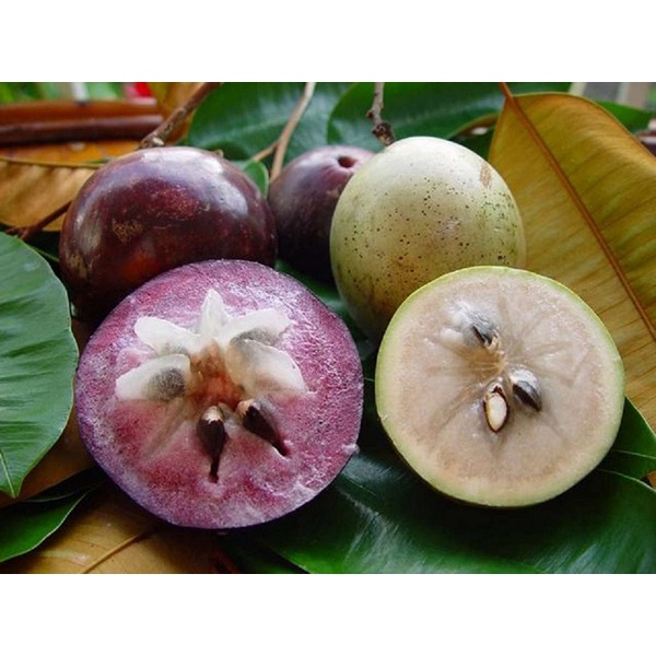 Cây vú sữa mica giống (Được kiểm tra cây trước khi thanh toán)