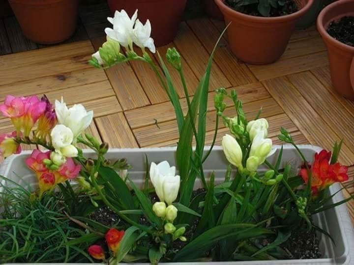 Củ giống hoa lan nam phi hoa màu trắng - 1 củ