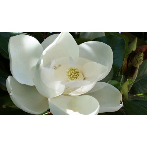 CÂY HOA HẢI ĐƯỜNG TRẮNG CÂY NhỠ
