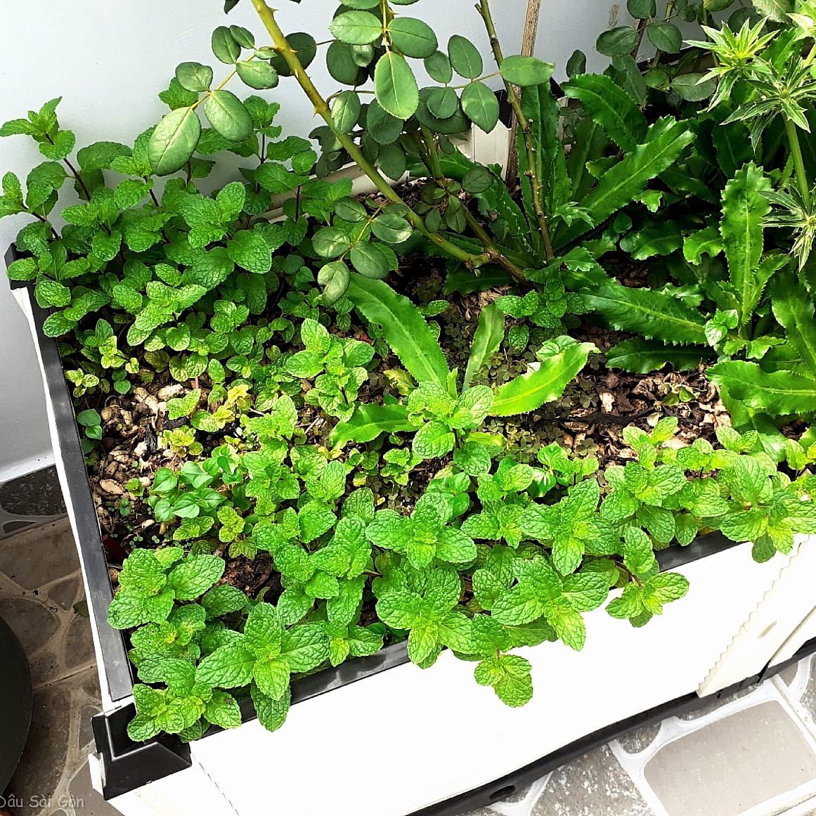 Hạt giống Rau Húng Lủi (RD 931) gói 0,2gr - Dễ trồng