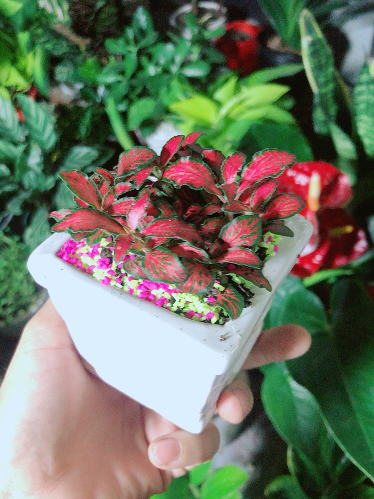 Chậu Cây Cẩm Nhung (lá may mắn) Màu Đỏ