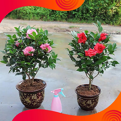 hạt giống Trà Mi Nhật mix