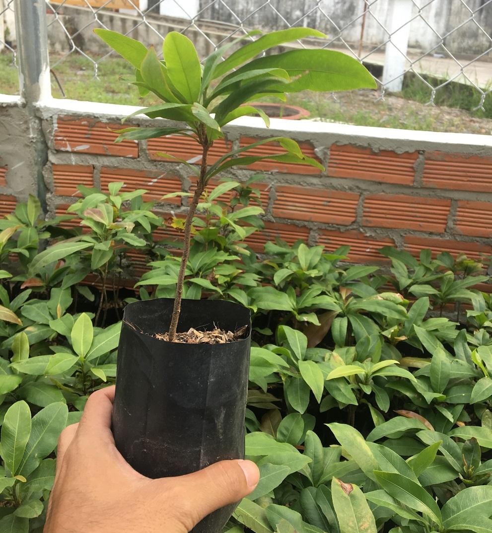 COM BO 3 Cây mai tứ quý giống