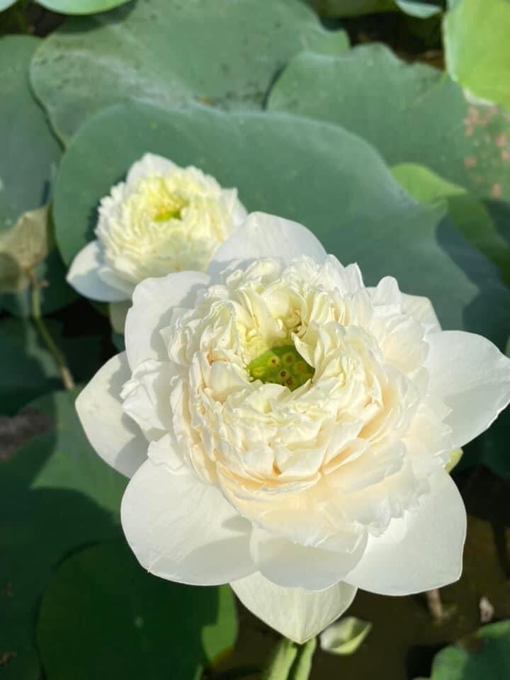 Sen Ngàn Cánh Trắng_ Củ Giống