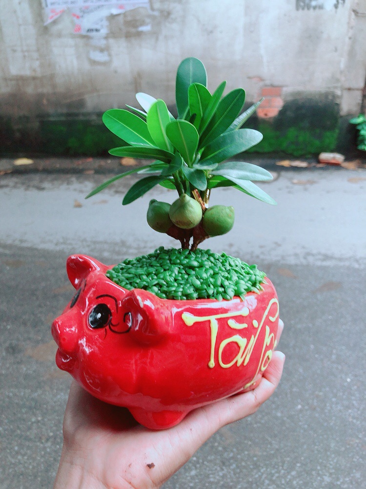 Chậu May Mắn Tài Lộc