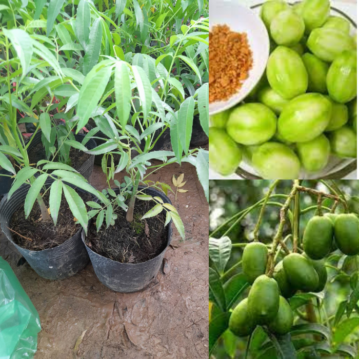 Giống Cóc Thái cây ăn quả độc đáo+Tặng kèm phân bón