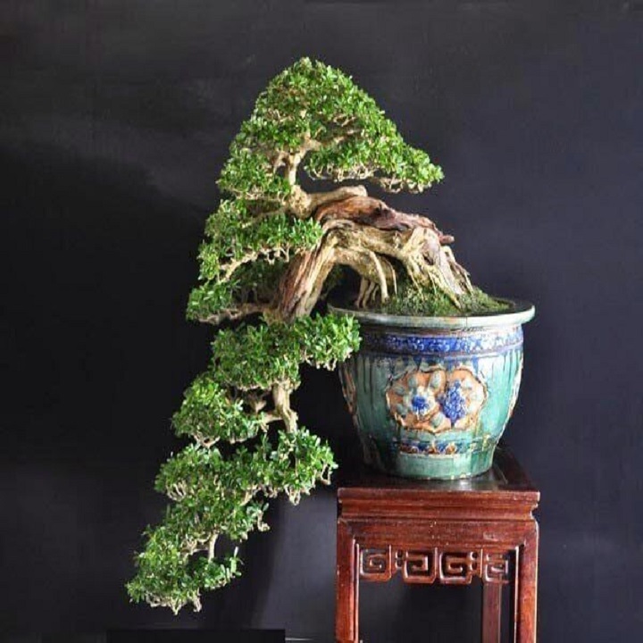 Chậu cây nguyệt quế lùn bonsai - ccnqlbs