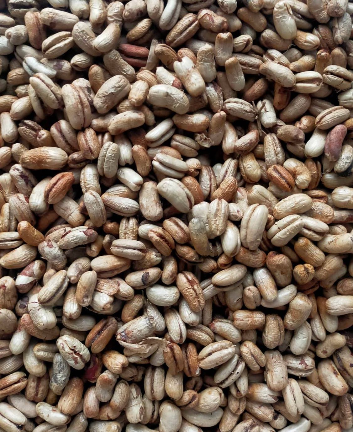 Hạt giống chà là cảnh, chà là kiểng - 100 gram