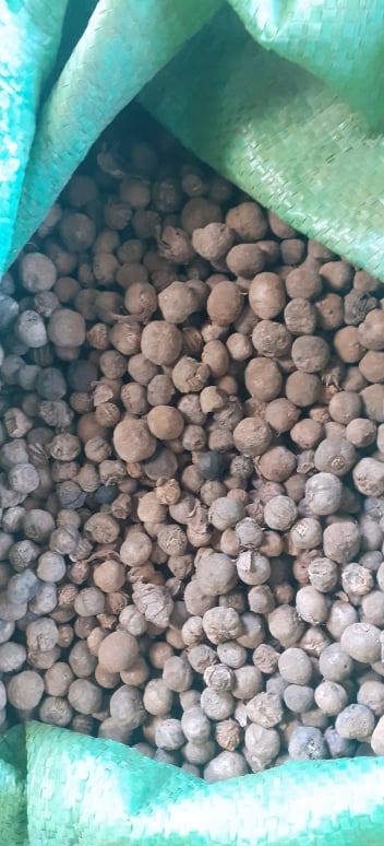 Tectona Grandis Seed