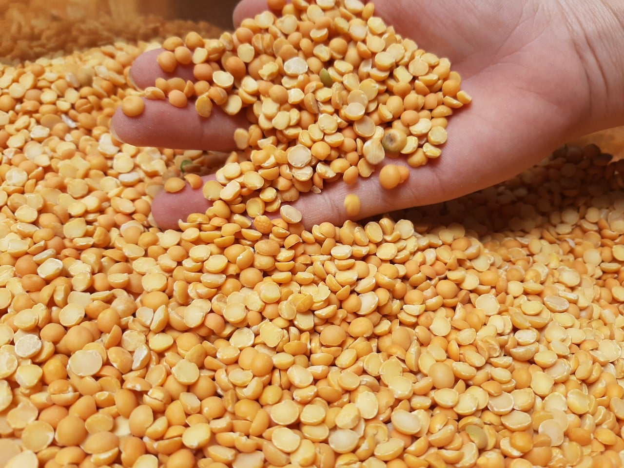 Đậu hà lan vàng tách đôi 500g
