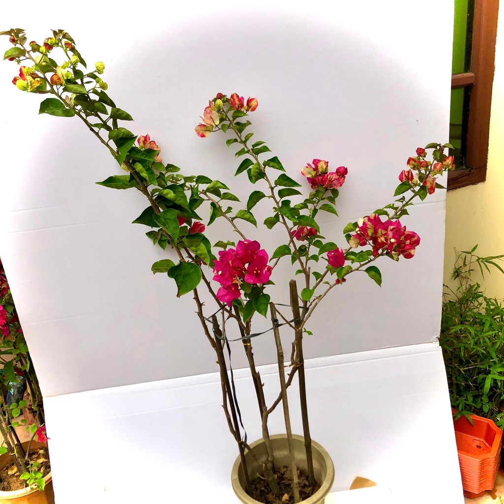 Cây hoa giấy đổi màu Ấn Độ cao 1m2 - Hết hoa (Ảnh thật).