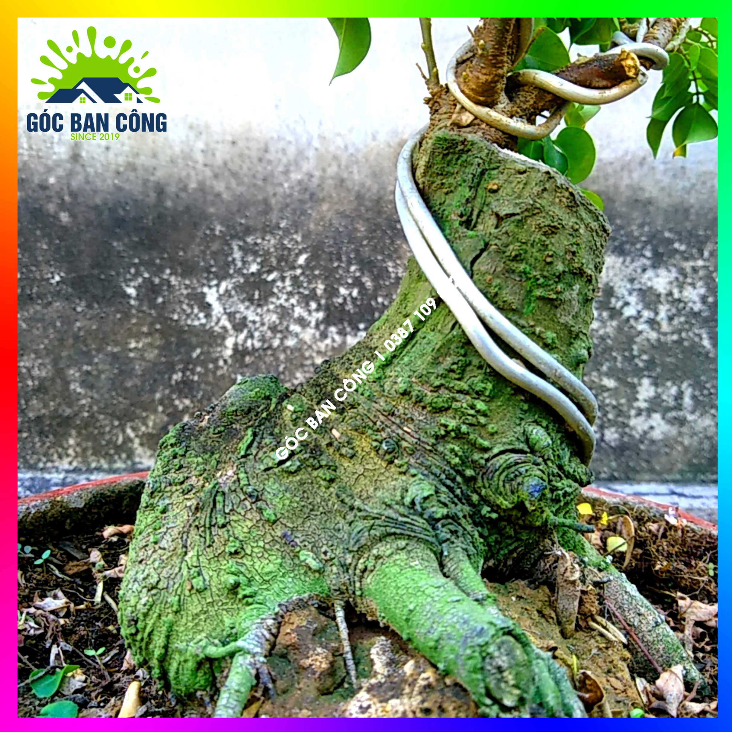 Cây Khế Bonsai Mini Gốc Quái - KBS18