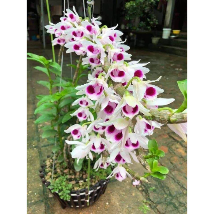 lan phi điệp tím cây giống