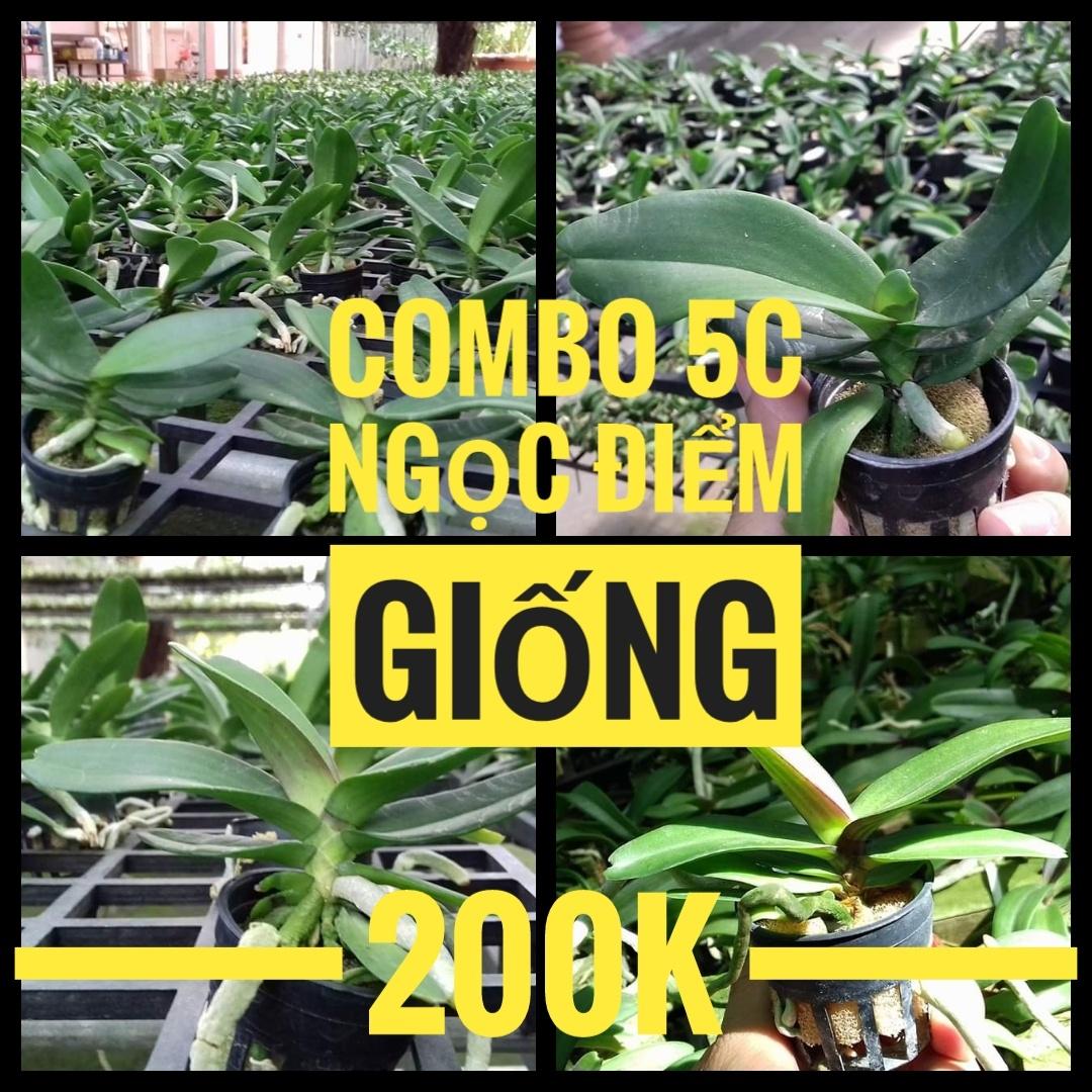 combo 5 chậu ngọc điểm