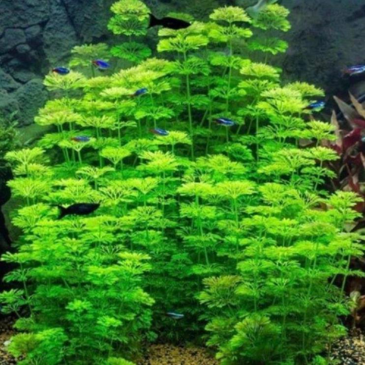 Phần 15 nhánh Tiểu bảo tháp trang trí bể thủy sinh, cá, tép, tiểu cảnh, hòn non bộ