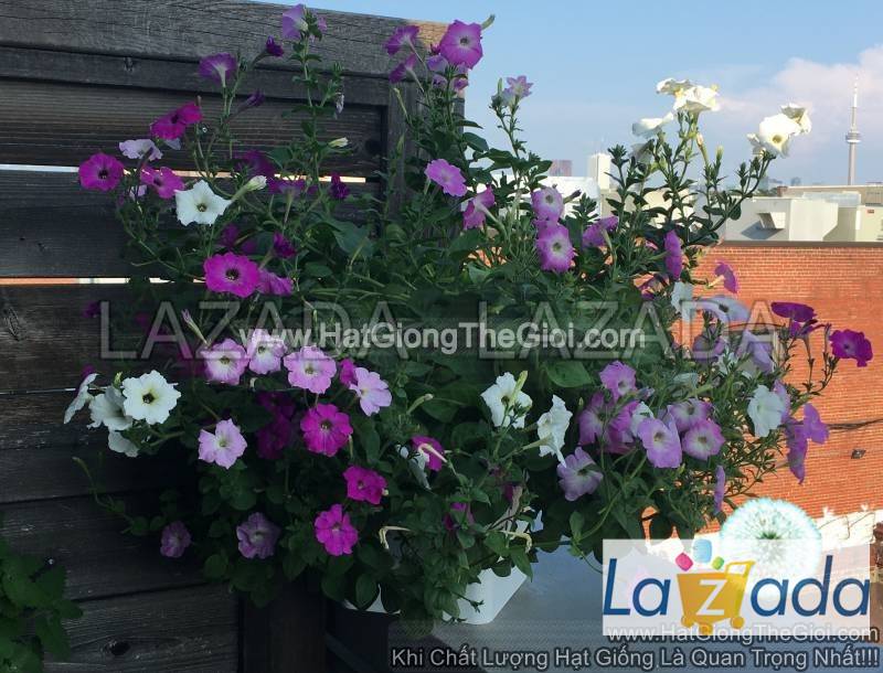 200h Hạt Giống Hoa Dạ Yến Thảo Rủ Mix (C3.102| -KD: B27*V55*M190)