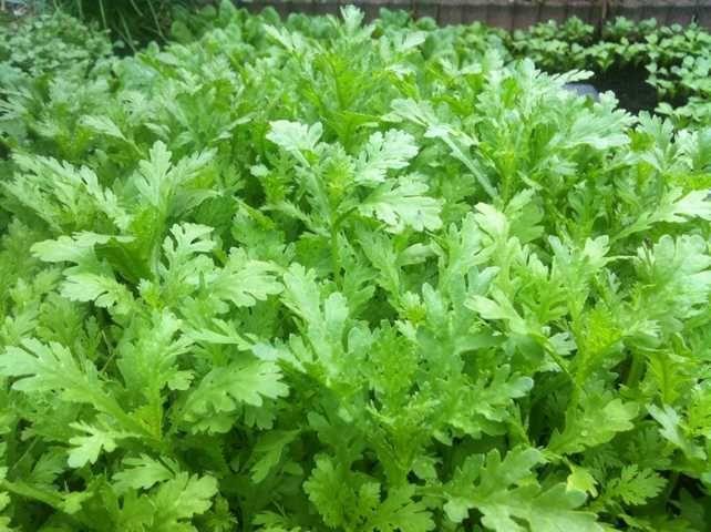 Hạt Giống Cải Cúc Tẻ LUCKY SEEDS