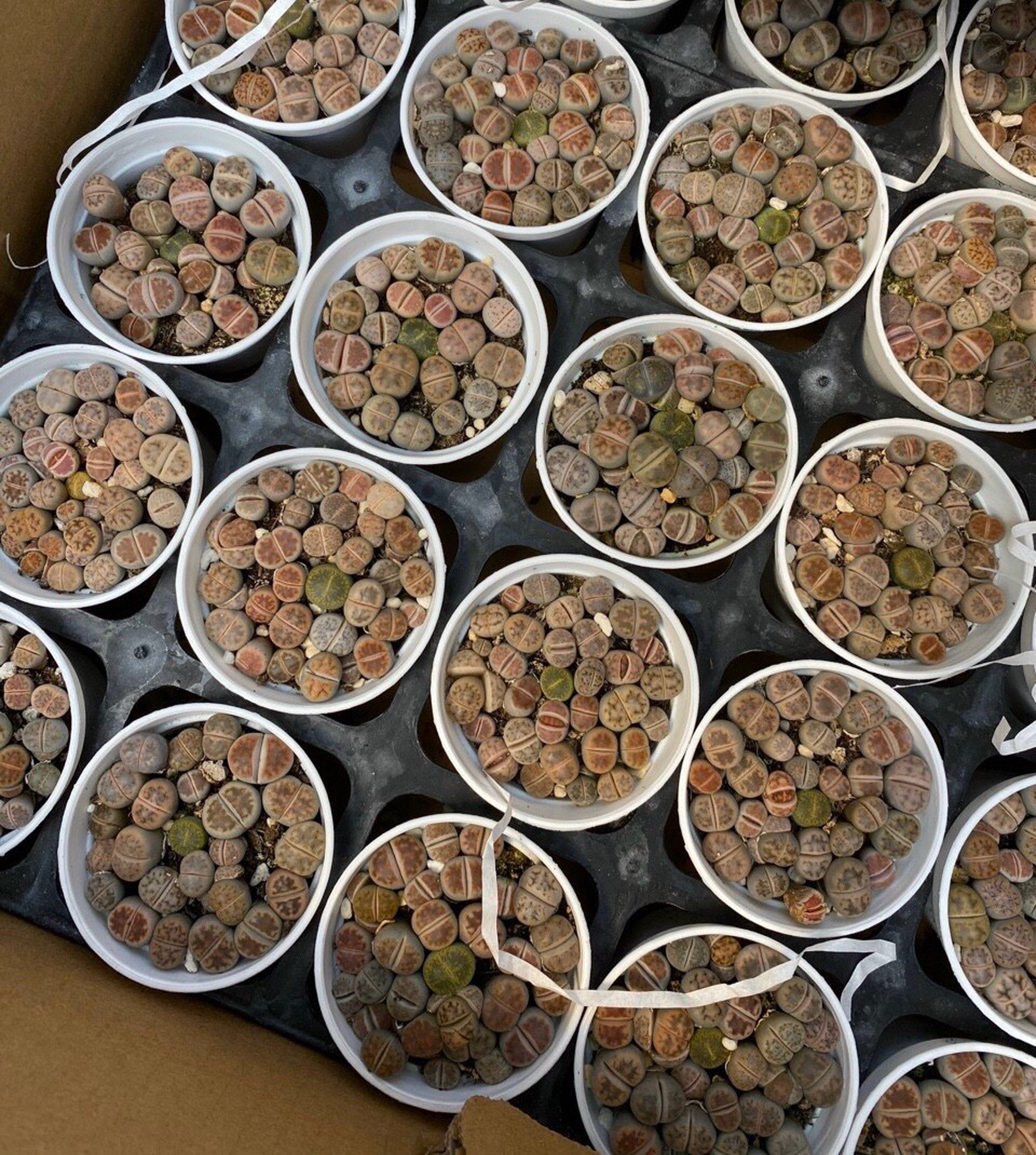 cây sen đá mông , sen đá thạch lan , lithops size nhỏ ( chậu combo hơn 20 cây )