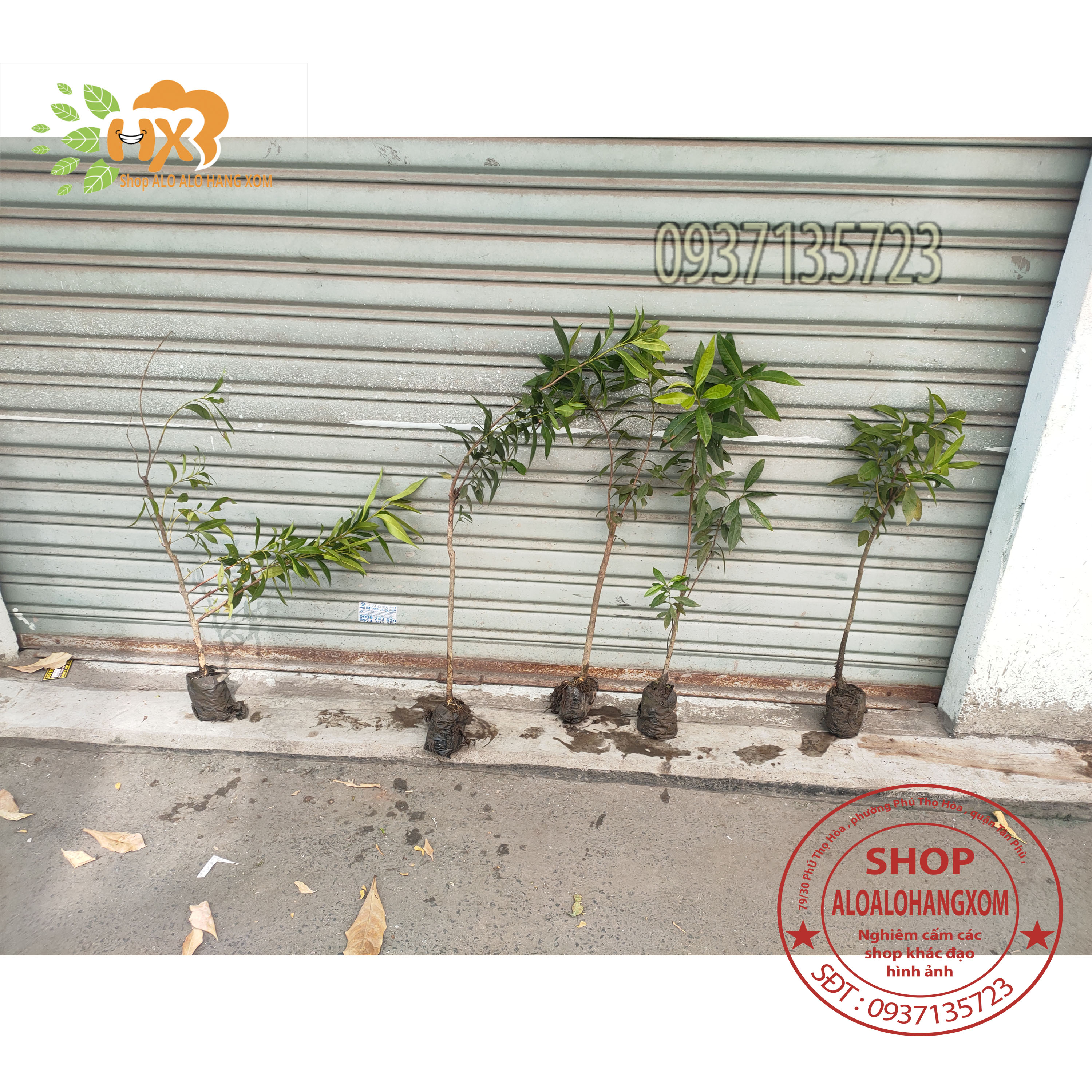 cây vối cây giống -combo 5 cây