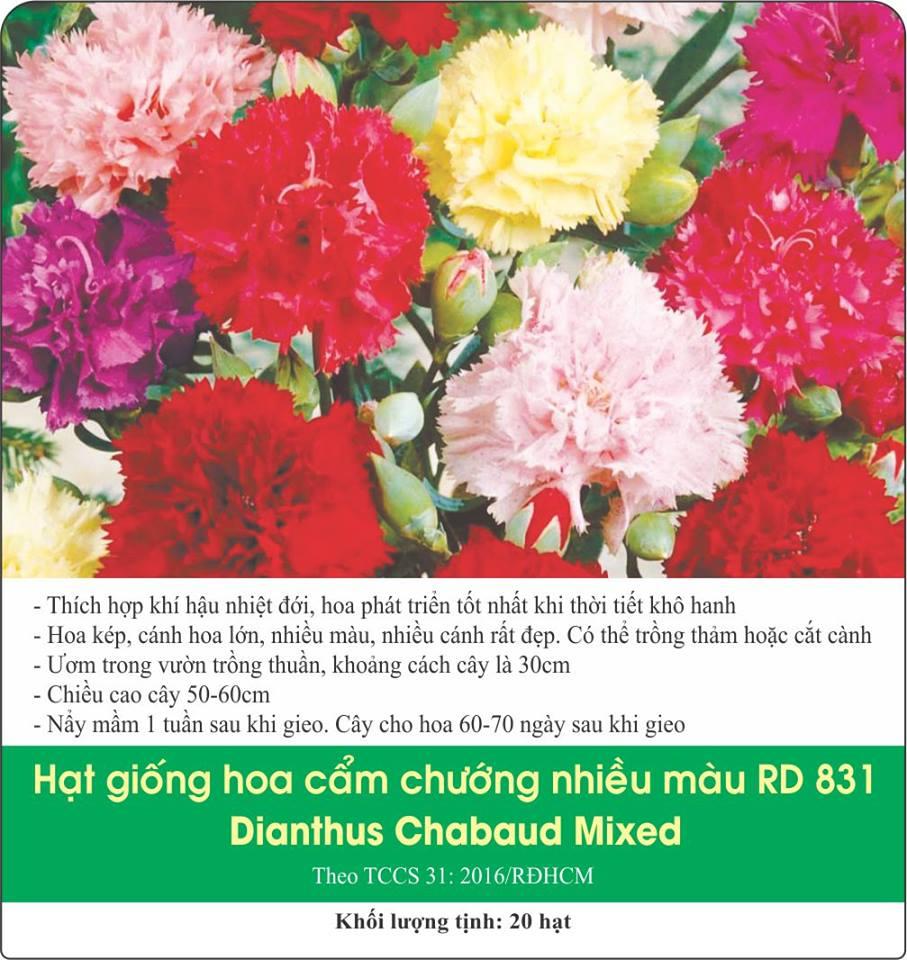Hạt Giống Hoa Cẩm Chướng Nhiều Màu
