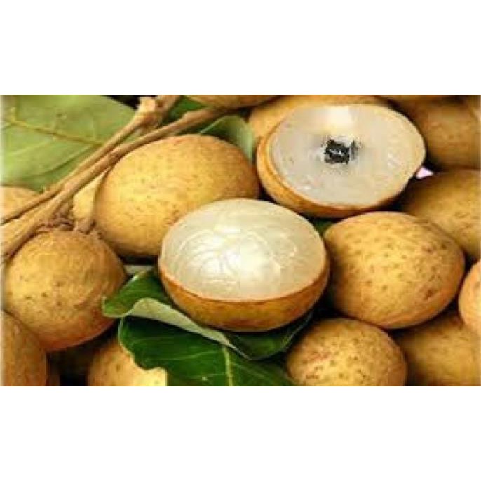 Xtra cây giống nhãn không hạt thái lan- cây giống chuẩn f1