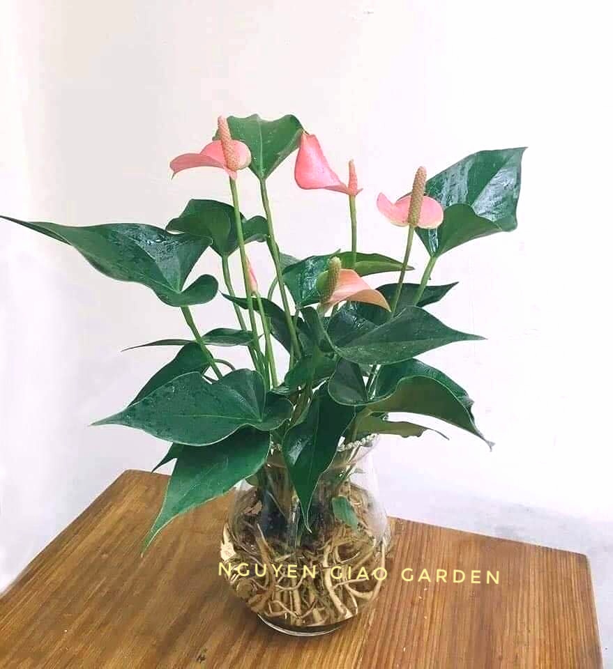 Cây Hồng Môn Chậu Thủy Tinh
