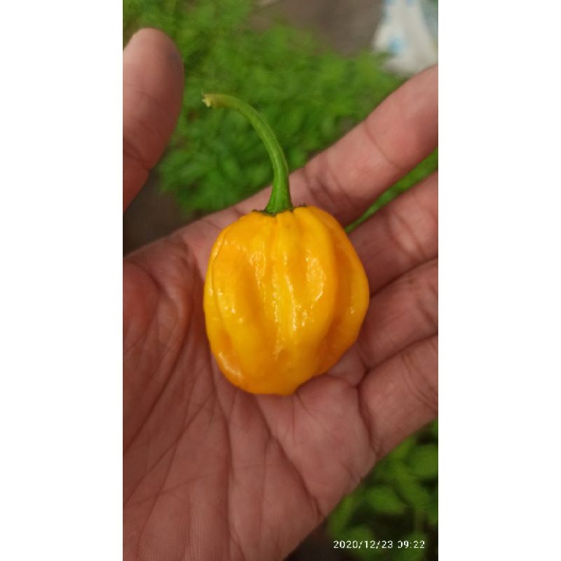 MA300 GÓI 5 HẠT ỚT HABANERO VÀNG ( LEMON HABANERO)