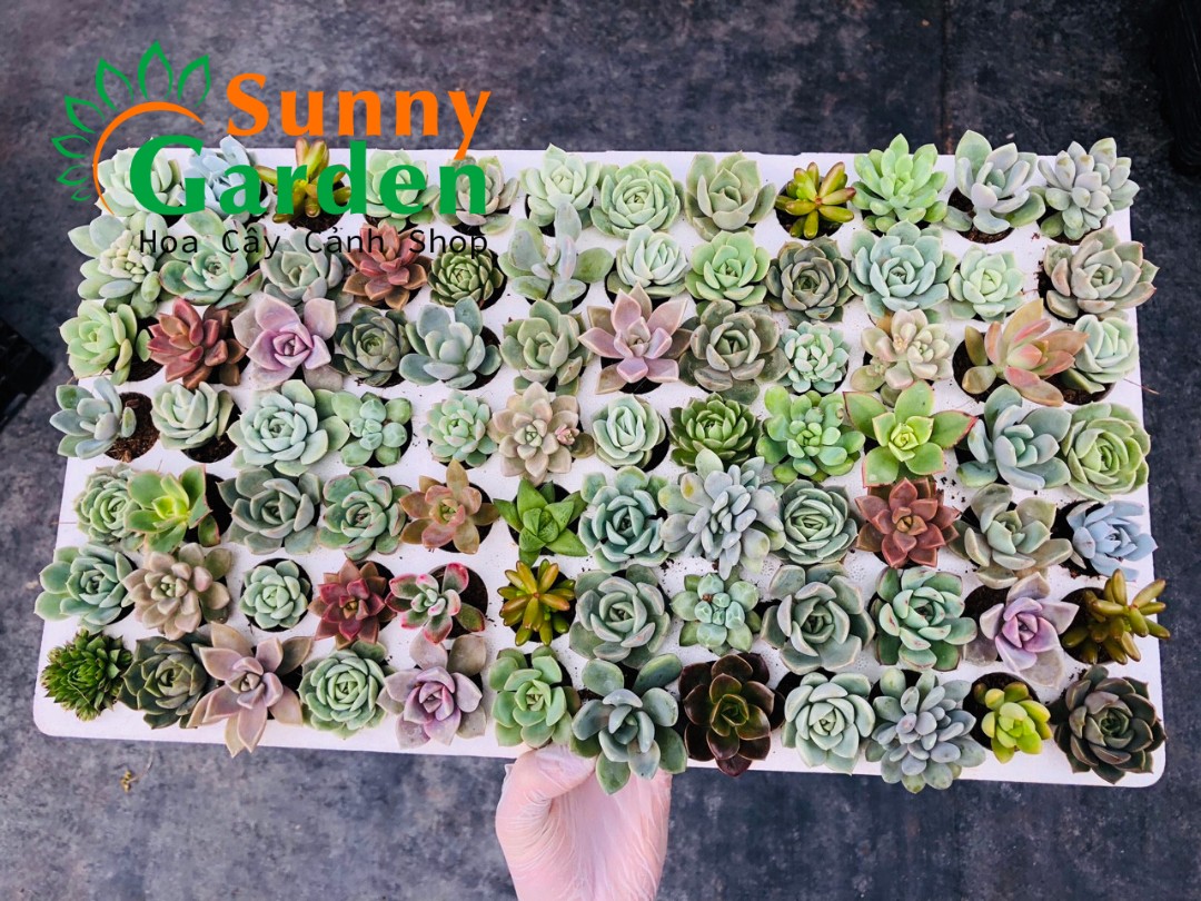 Combo 10 Cây Sen Đá Vĩ đẹp Khác Nhau Chọn Ngẫu Nhiên, Cây có kích thước 2-4cm tùy loại  Nằm Trong Bầu Ươm Hoa Cây Cảnh Shop.