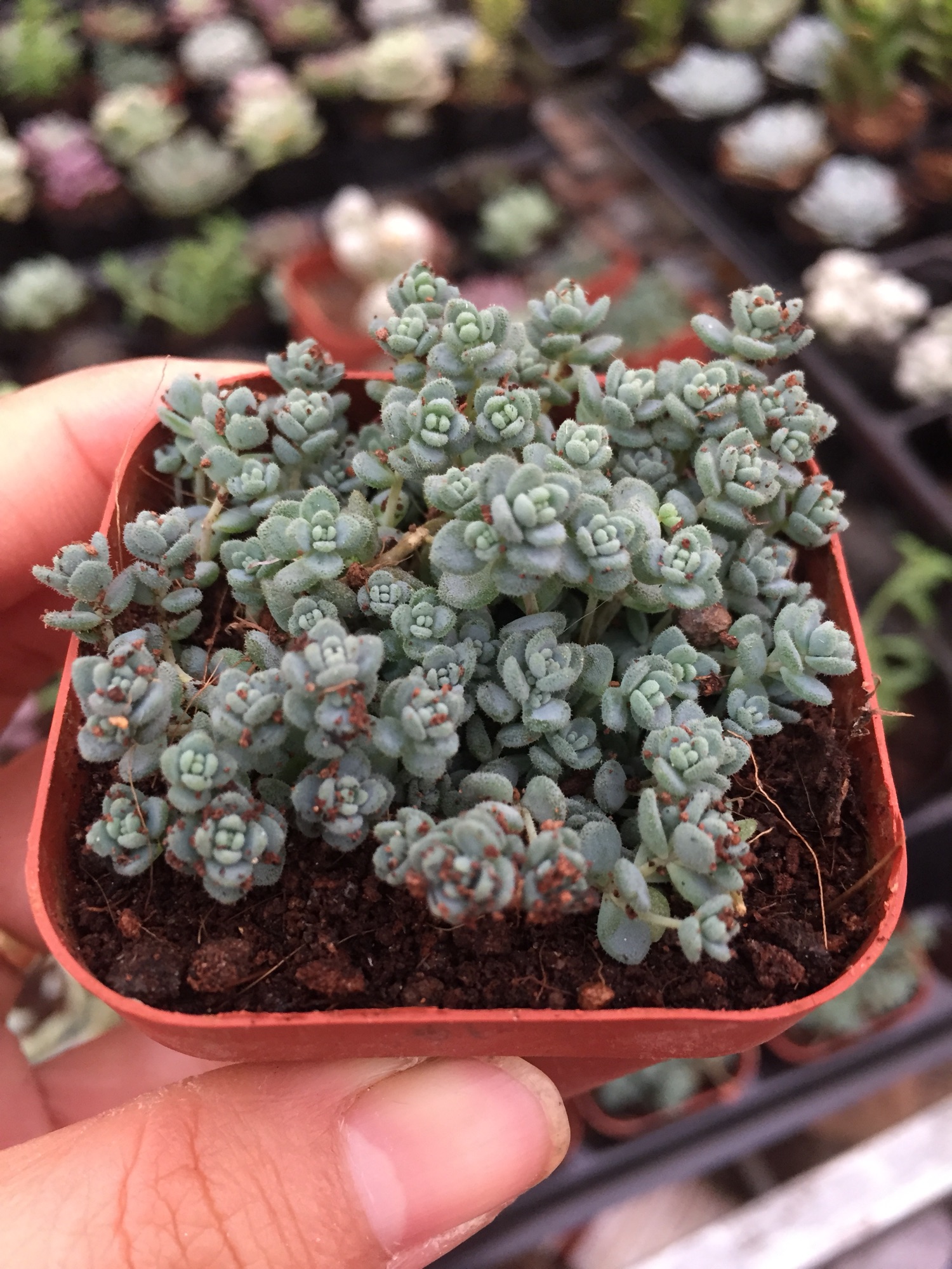 Sen Đá Sedum Hoa Hồng Xanh size bầu
