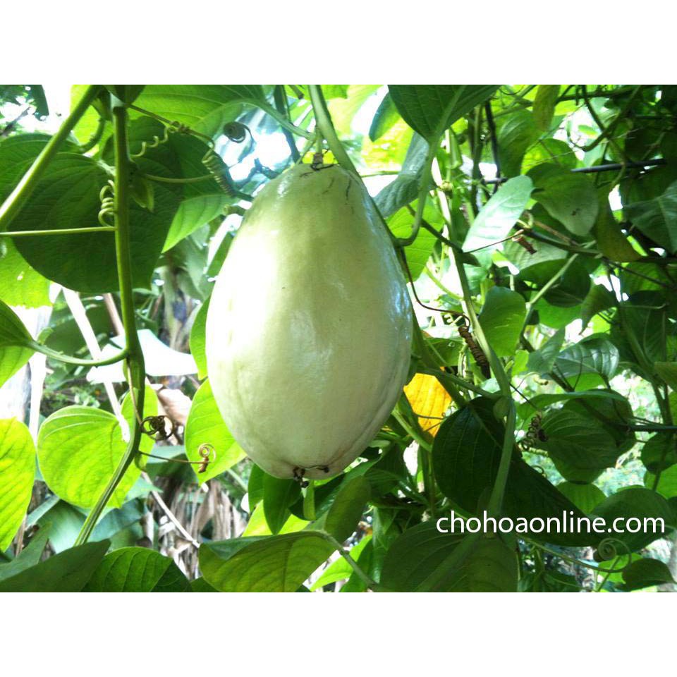 🥒5H_HẠT GIỐNG DƯA GANG TÂY🥒