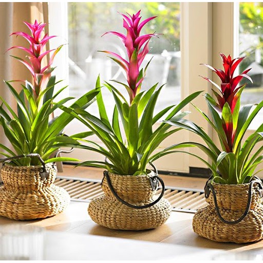 CÂY LAN ĐUỐC ĐỎ- CÂY DỨA CẢNH NẾN ĐỎ