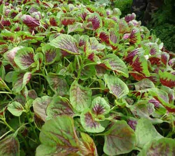 Hạt giống rau dền tiều dền tía giá rẻ 20gram/túi