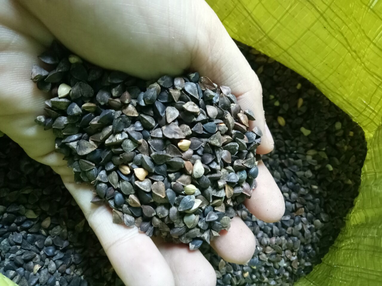 HẠT KIỀU MẠCH (BA KHÍA) CHO CHIM CẢNH, VẸT, HAMSTER