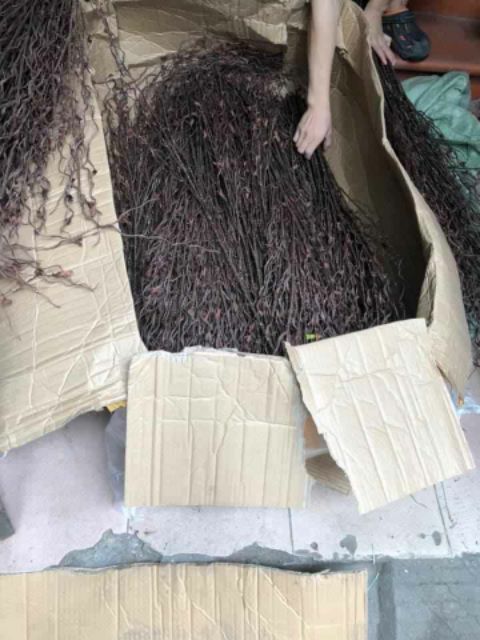 Cành salic nhựa 1met