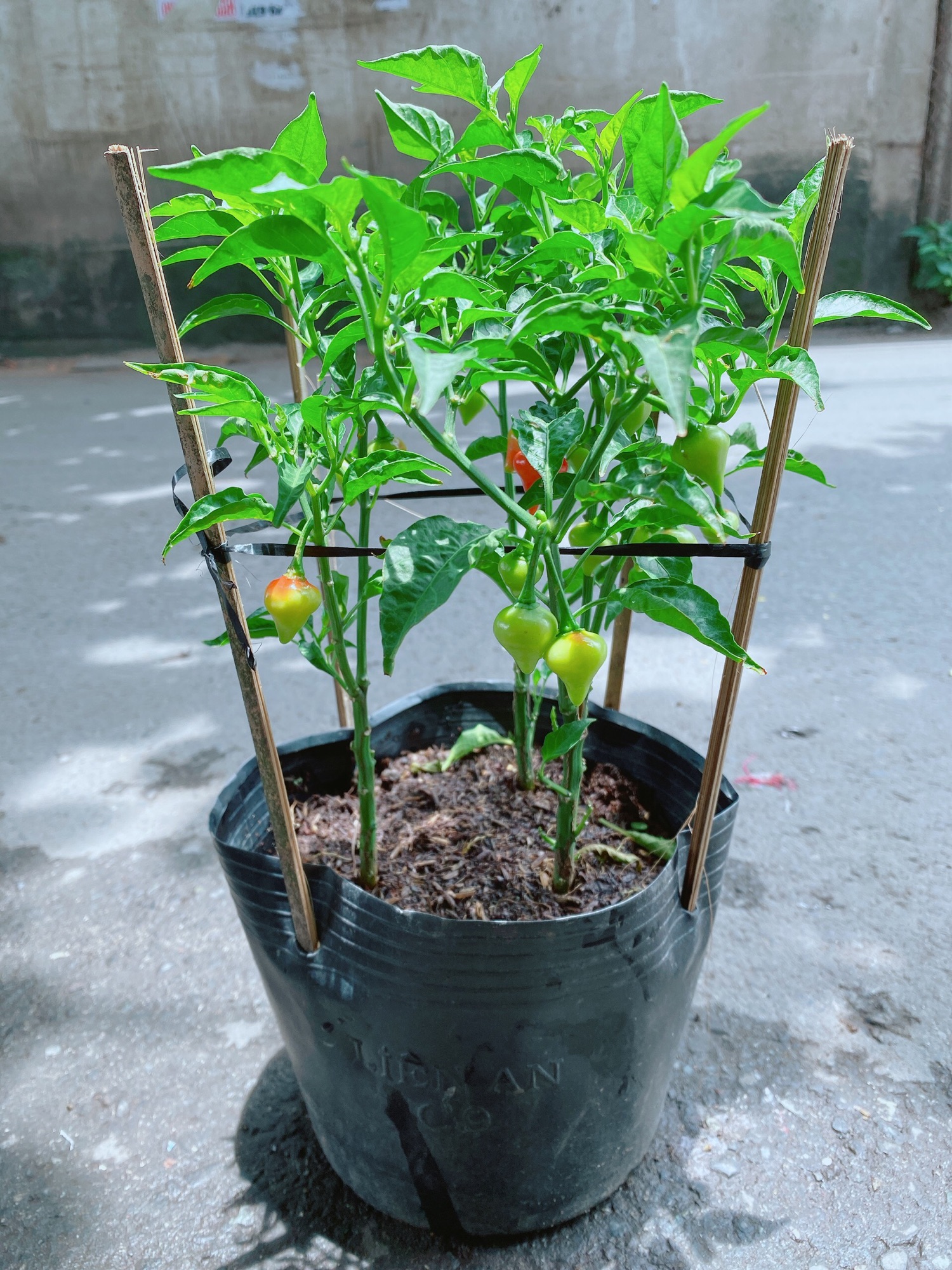 Bụi Ớt Kiểng Trái Tim