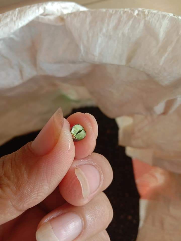 ĐẬU ĐEN LÒNG XANH (gói 500 gram)