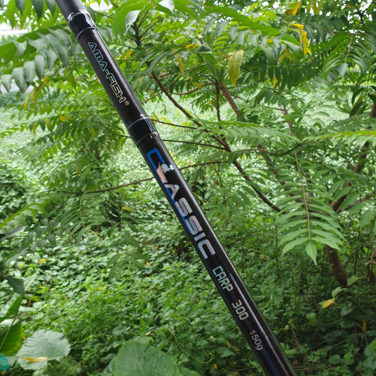Cần Câu Cá 3 Khúc ASSIC CARP ( Ngu Long )