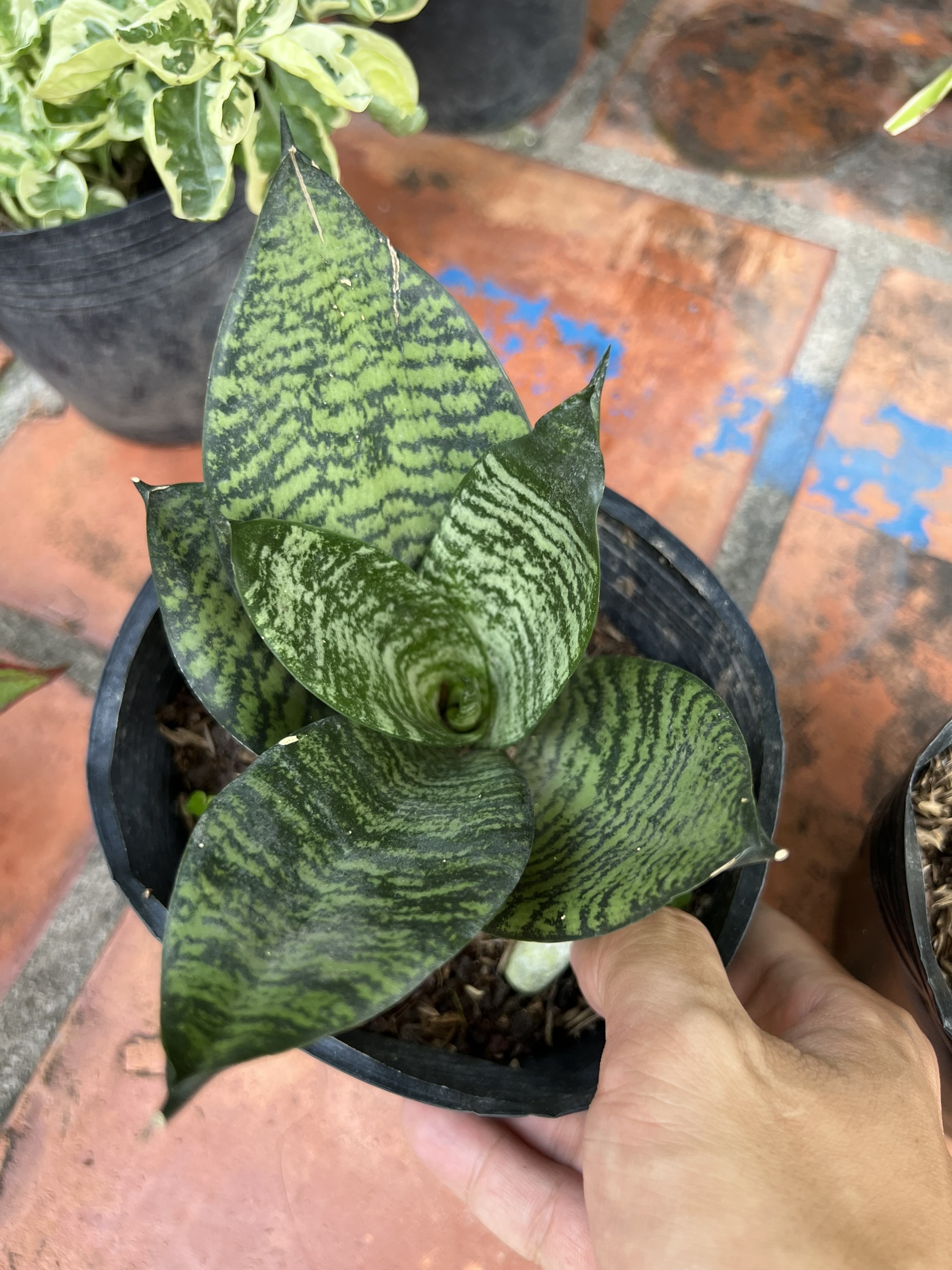 Cây lưỡi hổ mini - cây lưỡi mèo (viền xanh)
