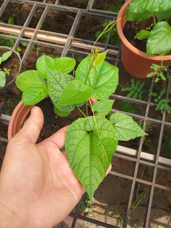 Cây la hán quả