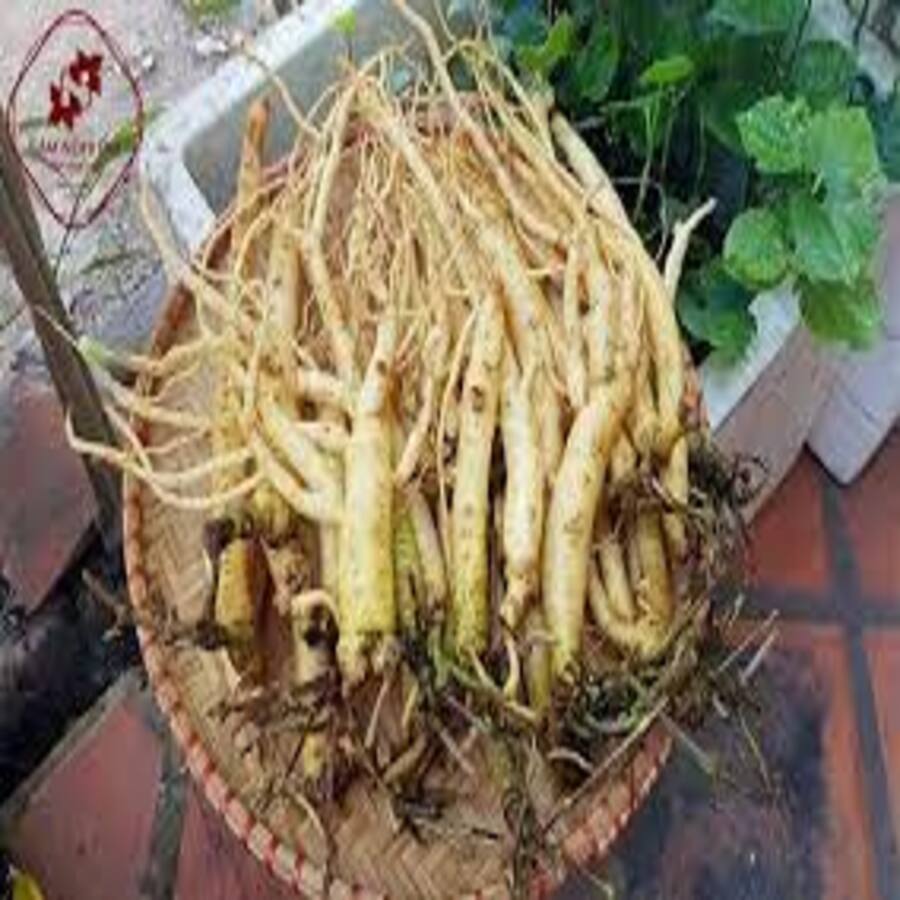 Sâm Dây Ngọc Linh 01KG lz3
